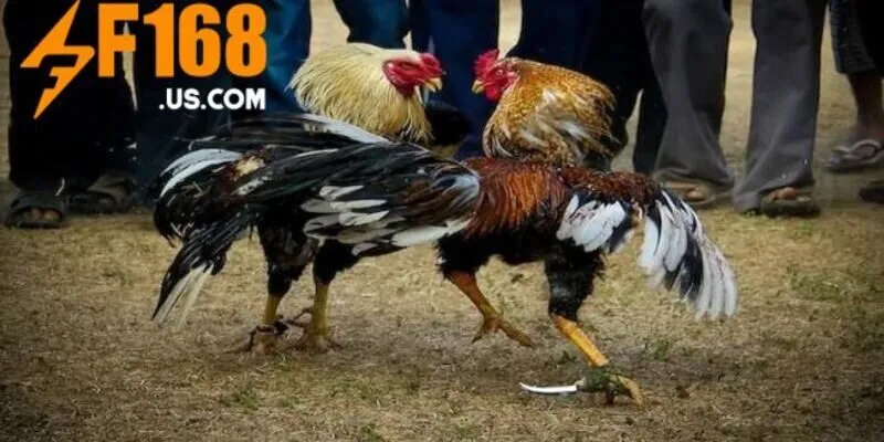 Đá Gà F168 hấp dẫn